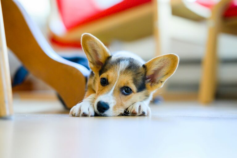 Puppy chewing power