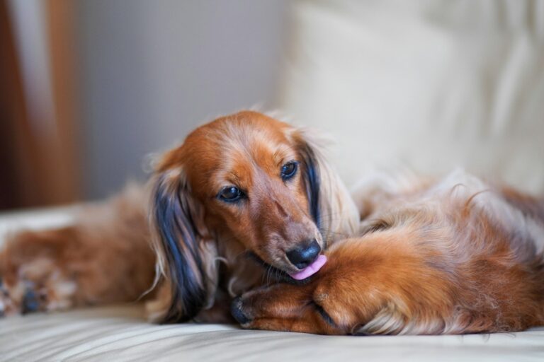 Long haired dog