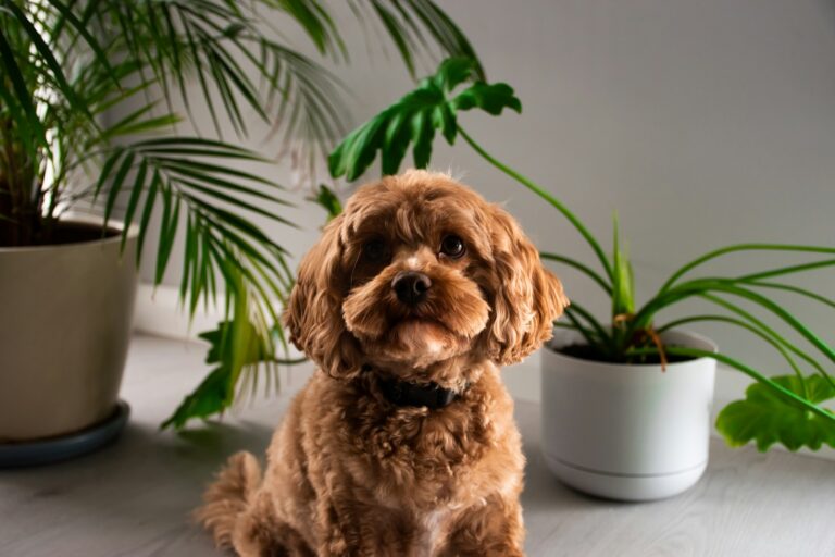 Young dog sitting
