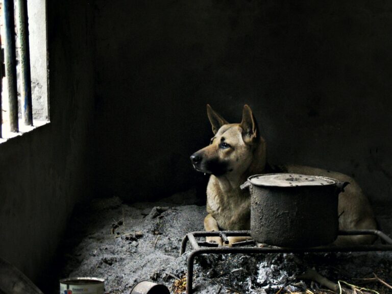 Dog kitchen near