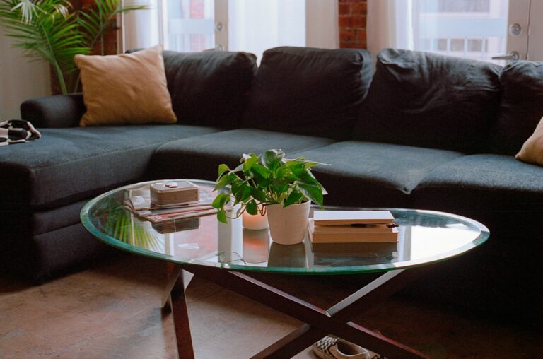 Dog living room