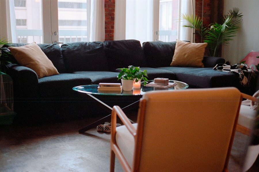 Dog living room