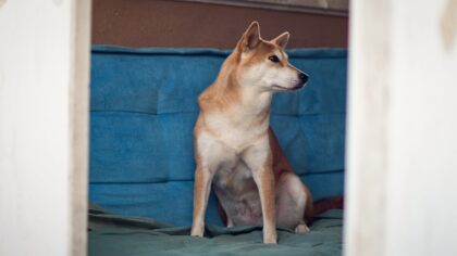 How to compare dog breeds realistically before bringing a new companion home
