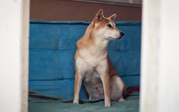 How to compare dog breeds realistically before bringing a new companion home