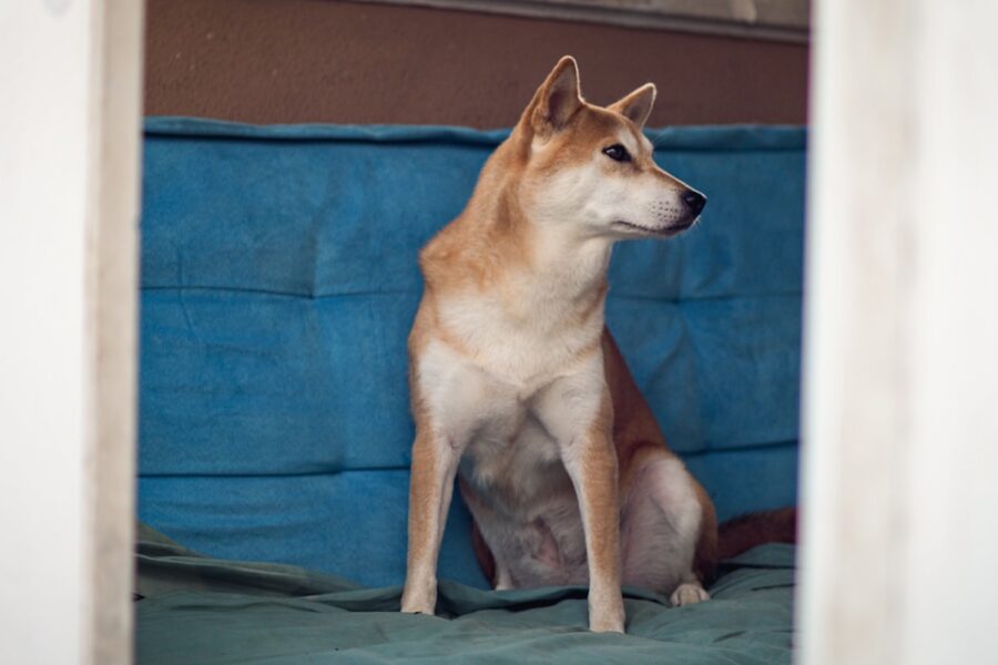 Adult dog different