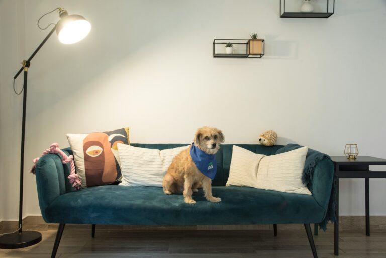 Adult dog different