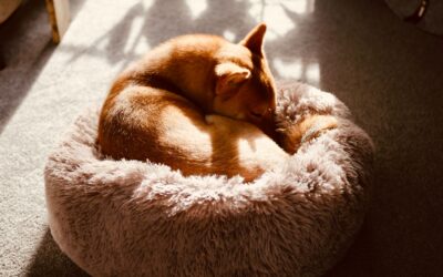 How to create a comforting dog bedtime routine that helps your dog truly rest
