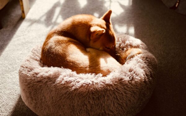 How to create a comforting dog bedtime routine that helps your dog truly rest