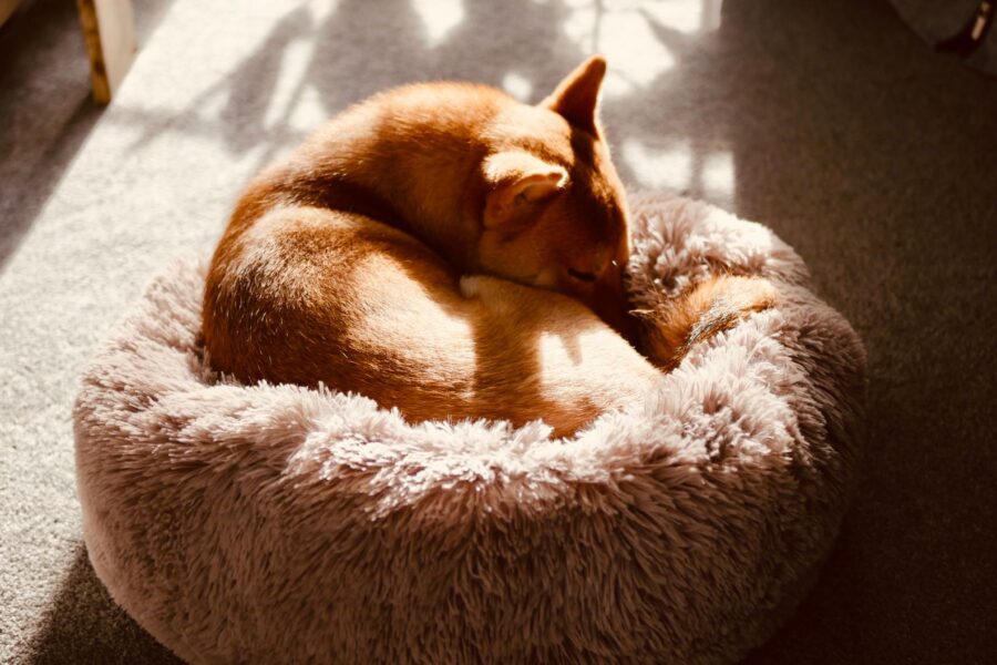 Dog sleeping cozy