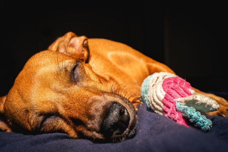 Dog sleeping cozy