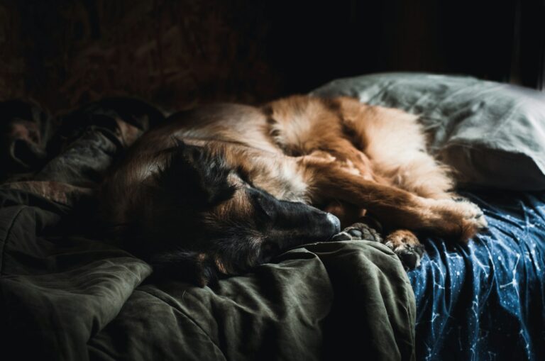 Dog owner bedtime