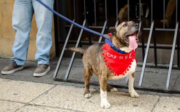 How to gently reduce your dog’s jumping on people: clear steps that really help