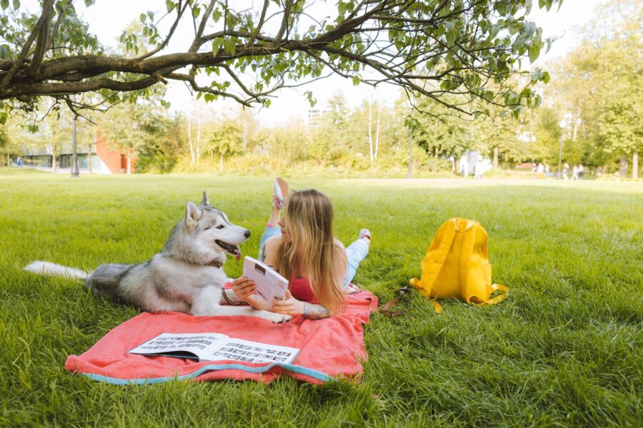 Dog lying picnic