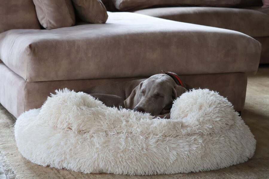 Dog sleeping cozy