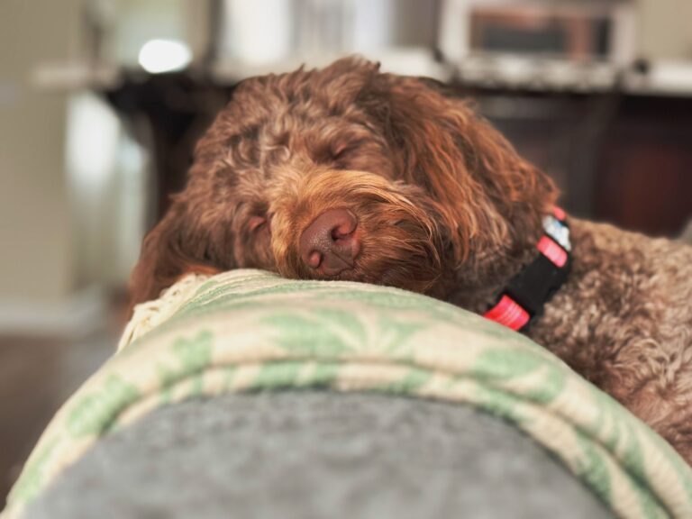 Dog sleeping cozy