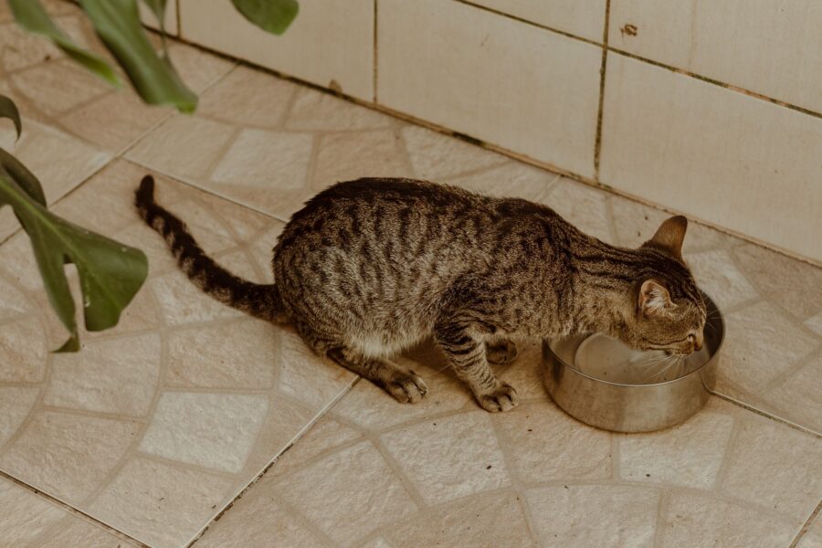 Dog drinking water