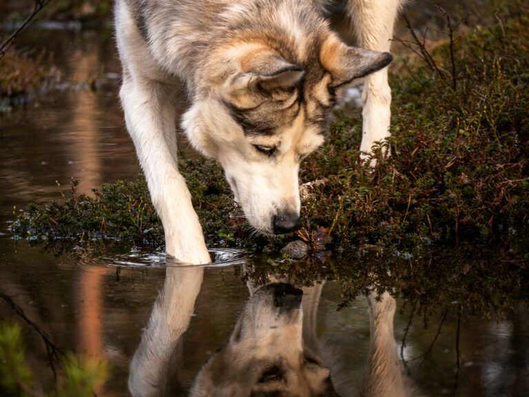 Dog drinking portable