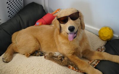 Indoor dog activities that actually help your dog relax and stay healthy