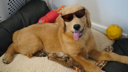 Indoor dog activities that actually help your dog relax and stay healthy