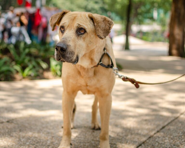 Puppy loose leash