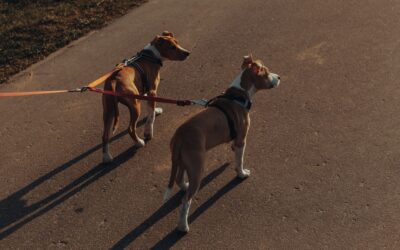 Kind leash manners for puppies: a simple guide to prevent pulling early