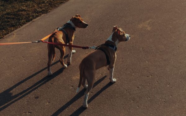 Kind leash manners for puppies: a simple guide to prevent pulling early