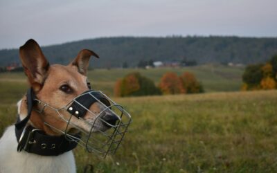 Kind muzzle training for pet dogs: a simple guide to a tool many owners avoid