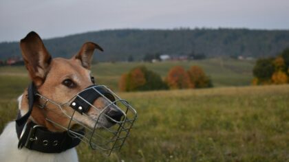 Kind muzzle training for pet dogs: a simple guide to a tool many owners avoid