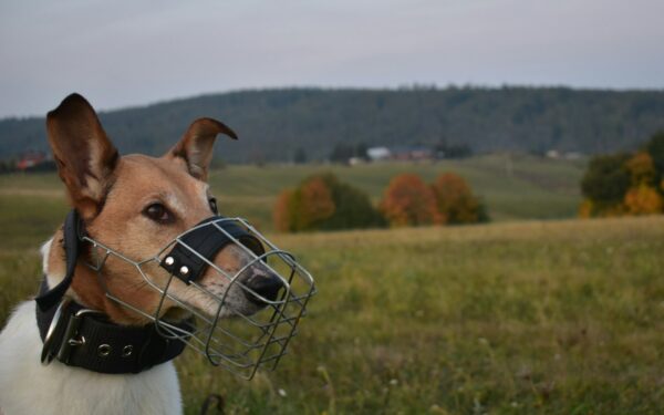 Kind muzzle training for pet dogs: a simple guide to a tool many owners avoid
