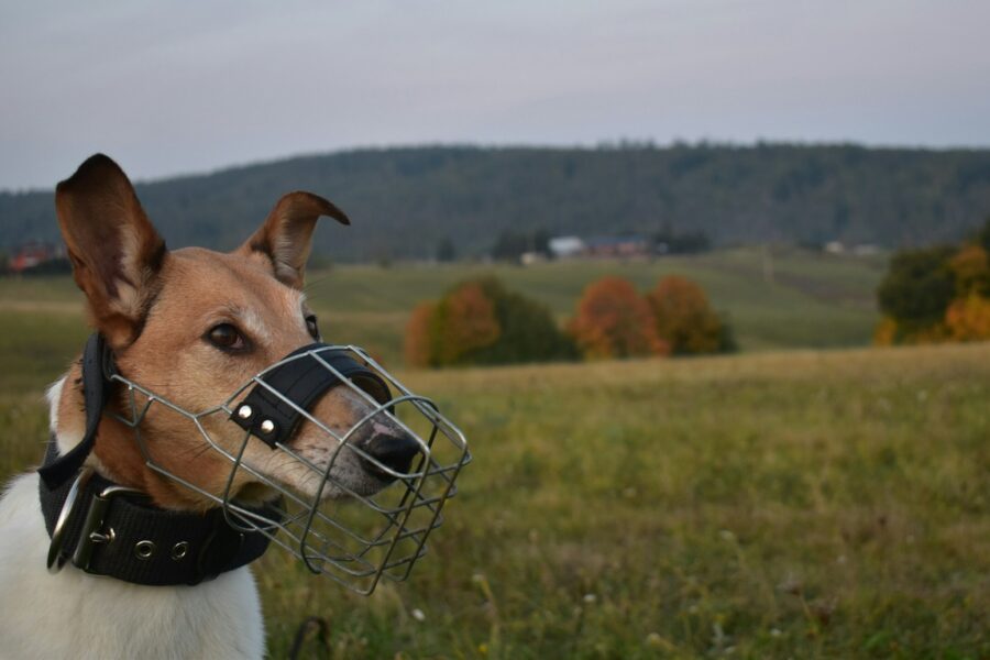 Dog wearing basket