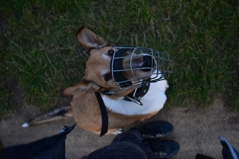 Dog wearing basket