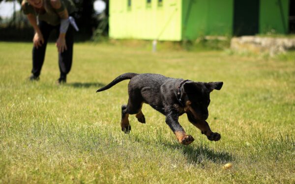 Kind recall games for nervous or easily distracted dogs