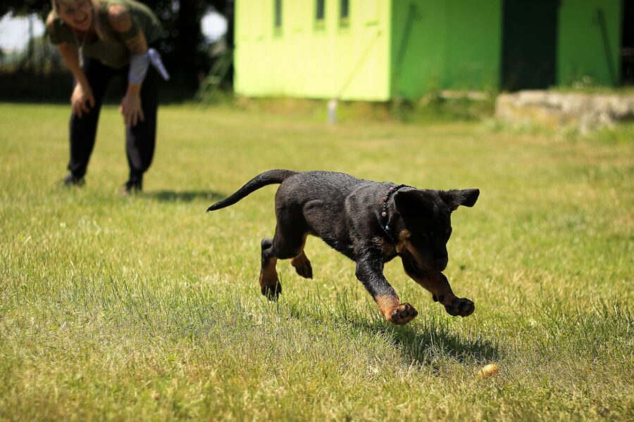 Dog running field