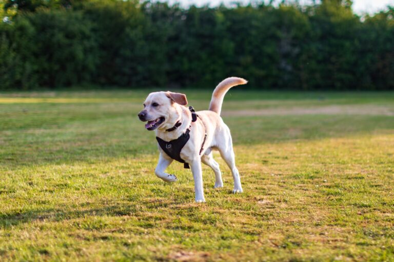 Dog running field