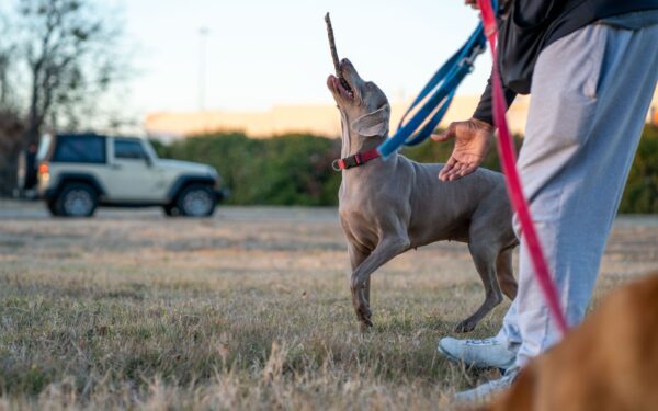 Kind recall training for pet dogs that prefer to sniff or wander