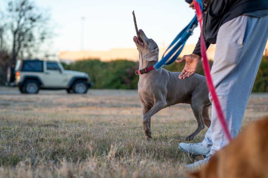 Dog recall training