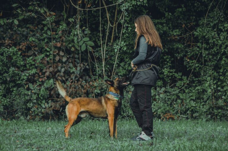 Dog recall training