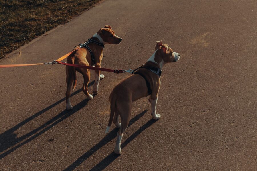 Dog walking calmly