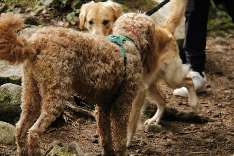 Two dogs greeting