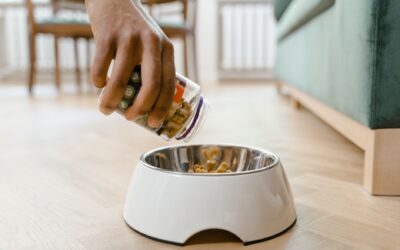 Kind strategies for dogs who guard toys, food or resting spots