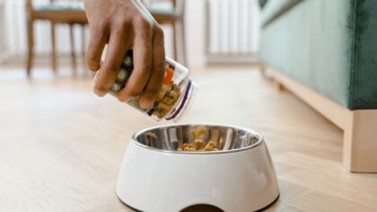 Kind strategies for dogs who guard toys, food or resting spots
