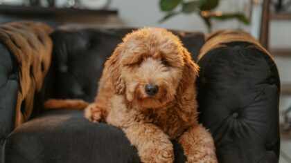 Life with a low‑shedding herding breed: realistic expectations, care and daily life
