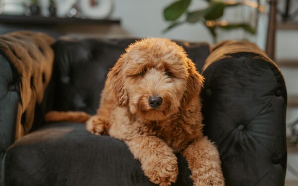 Life with a low‑shedding herding breed: realistic expectations, care and daily life