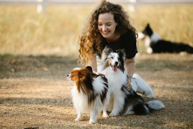 Herding dog grooming