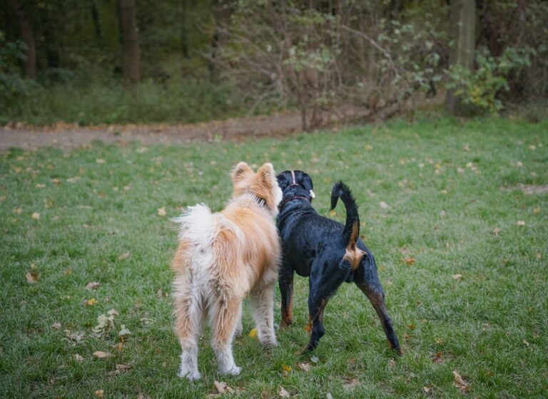 Mixed breed dog
