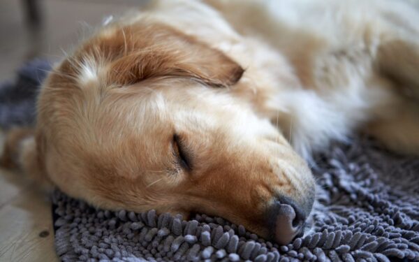 Dog sleep habits explained: how much rest your dog needs and how to support it