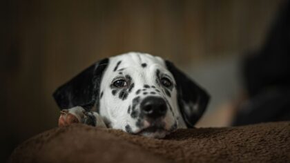 Hidden household hazards for dogs and how to make your home safer