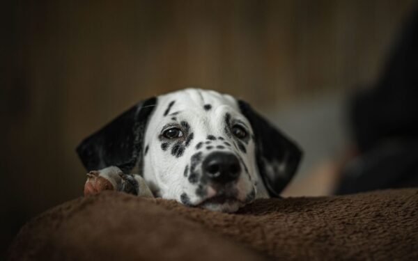 Hidden household hazards for dogs and how to make your home safer