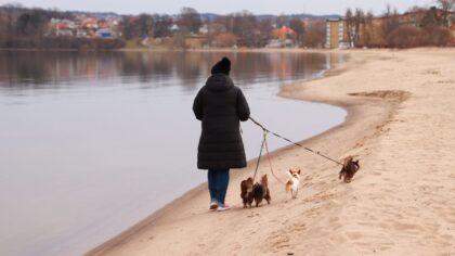 Simple country walks with your dog that turn everyday paths into small adventures