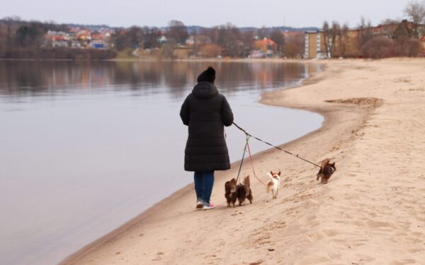 Simple country walks with your dog that turn everyday paths into small adventures